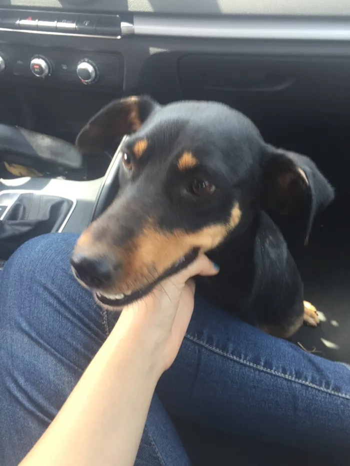 Cachorro ra a SRD idade 1 ano nome Rayka