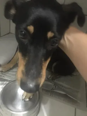 Cachorro raça SRD idade 1 ano nome Rayka