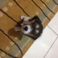 lilica