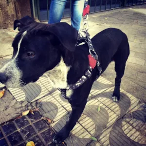 Cachorro raça Mestiço Pitbull idade 2 a 6 meses nome Zé 