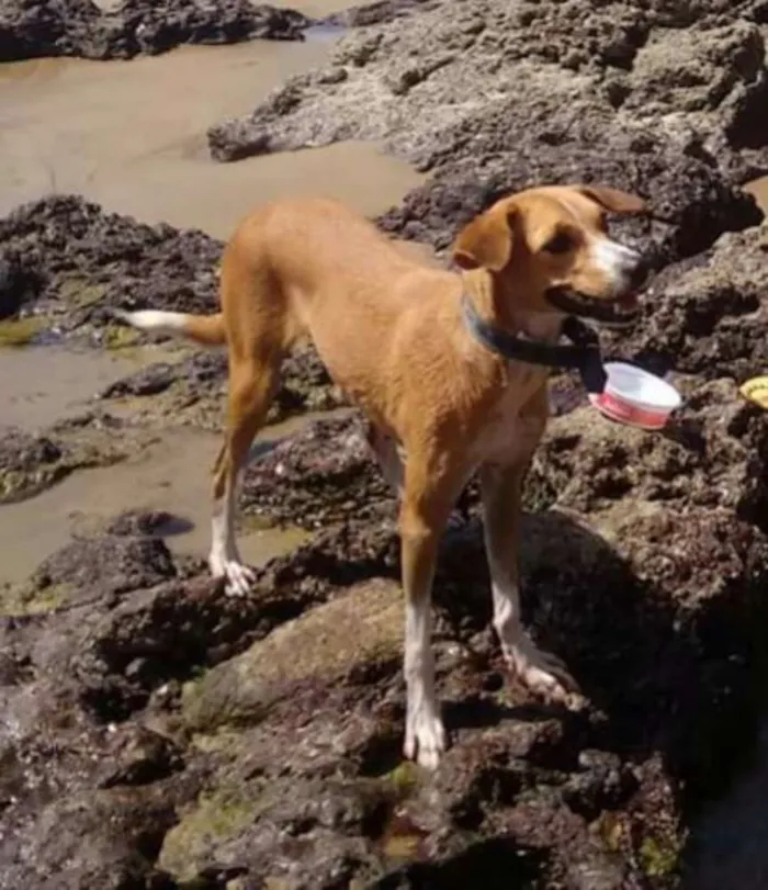 Cachorro ra a Pinscher com fox paulistinha idade 2 anos nome Clarinha