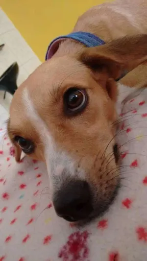Cachorro raça Pinscher com fox paulistinha idade 2 anos nome Clarinha