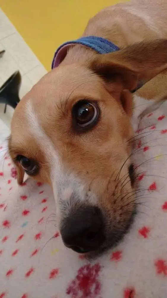Cachorro ra a Pinscher com fox paulistinha idade 2 anos nome Clarinha