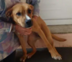 Cachorro raça SRD idade 1 ano nome LOLLITA