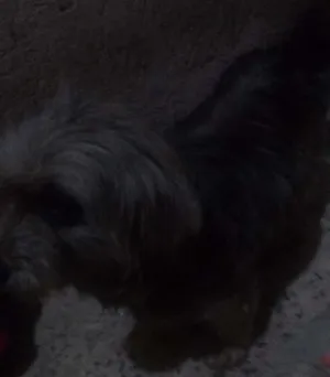 Cachorro raça Viralata idade 4 anos nome Pricesa