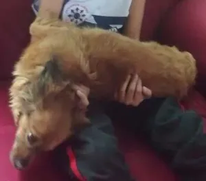 Cachorro raça Basset Com Pequines idade 6 ou mais anos nome Lulu