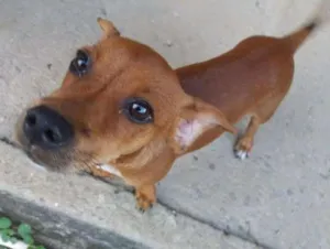 Cachorro raça - idade 2 anos nome Pitôco