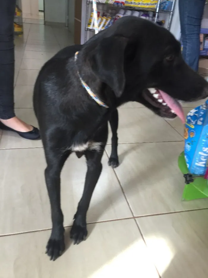 Cachorro ra a SRD idade 2 anos nome Vick