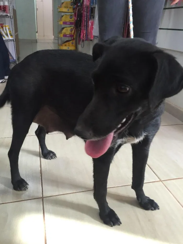 Cachorro ra a SRD idade 2 anos nome Vick