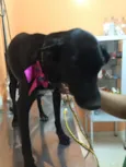 Vick