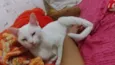Tem vários gatos