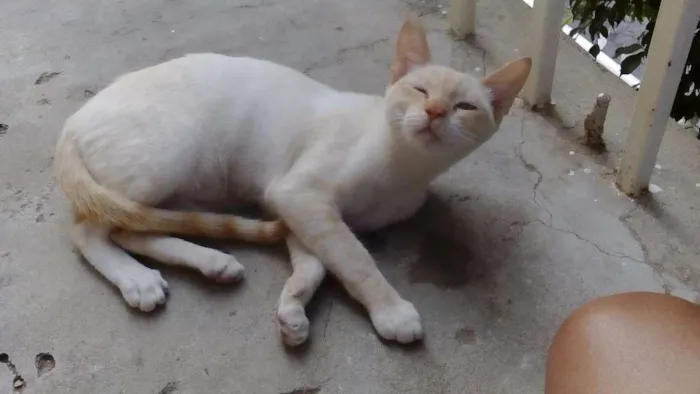 Gato ra a  idade  nome Tem vários gatos