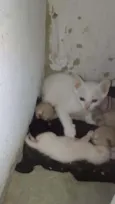 Tem vários gatos