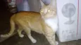 Tem vários gatos