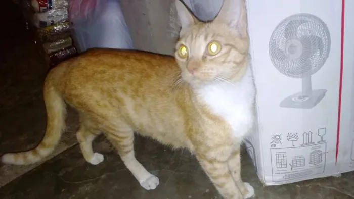 Gato ra a  idade  nome Tem vários gatos