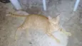 Tem vários gatos
