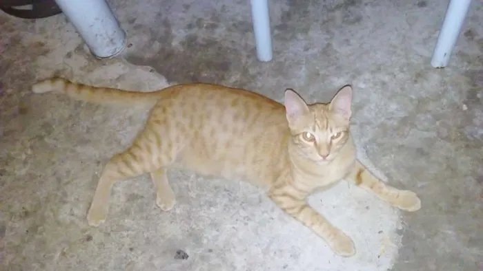 Gato ra a  idade  nome Tem vários gatos