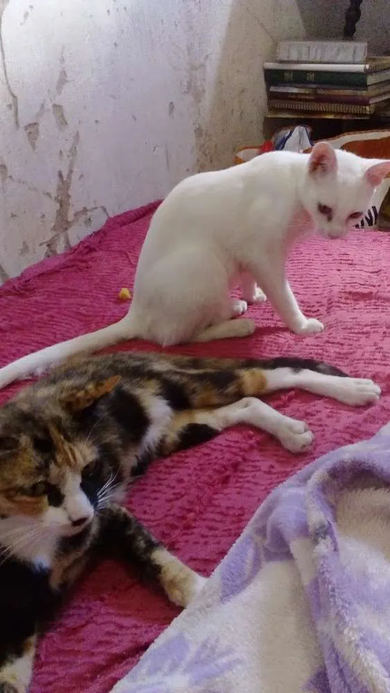 Gato ra a  idade  nome Tem vários gatos