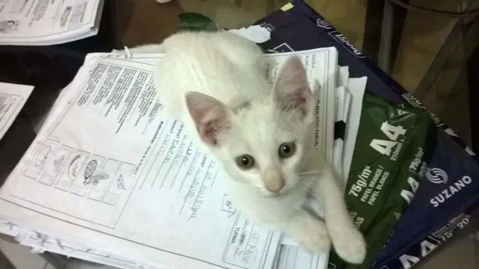 Gato ra a SRD idade 2 a 6 meses nome Lindinha