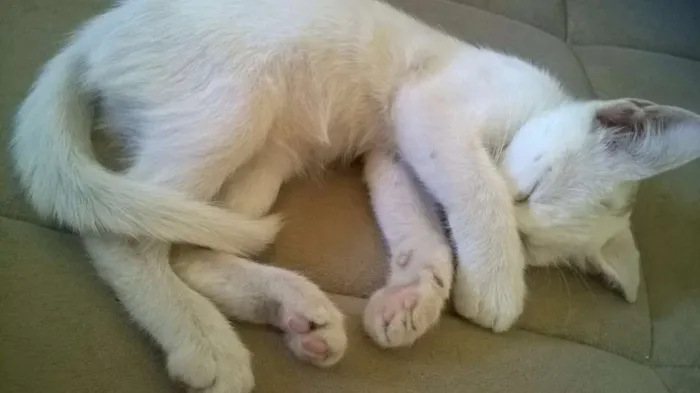 Gato ra a SRD idade 2 a 6 meses nome Lindinha