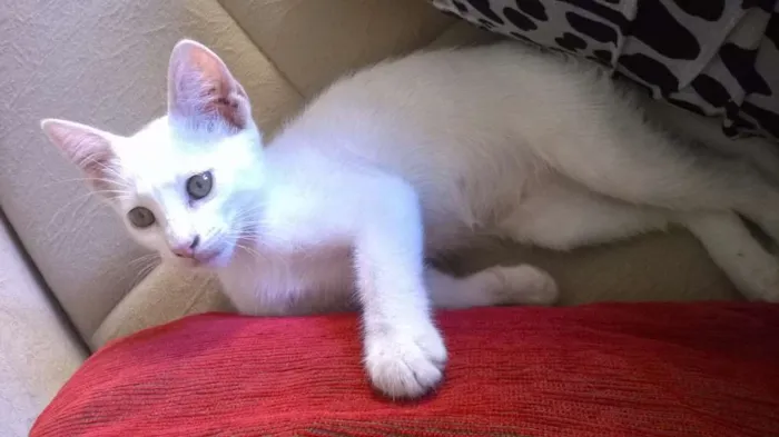 Gato ra a SRD idade 2 a 6 meses nome Lindinha
