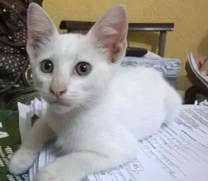 Gato raça SRD idade 2 a 6 meses nome Lindinha