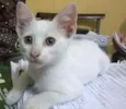 Lindinha