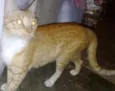 Tem vários gatos