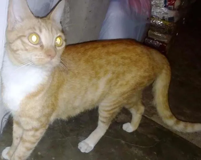 Gato ra a  idade  nome Tem vários gatos