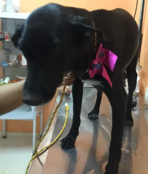 Cachorro raça SRD idade 2 anos nome Vick