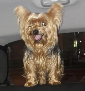 Cachorro raça Yorkshire  idade 3 anos nome Amora