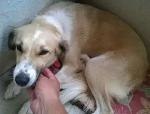 Cachorro raça Vira Lata idade 2 anos nome Fofuxa