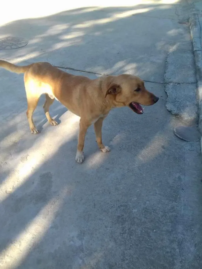 Cachorro ra a viralata idade 3 anos nome Juninho