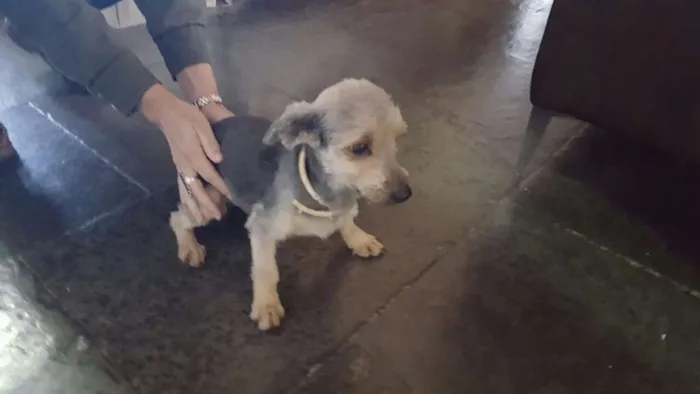 Cachorro raça indefinida idade 2 anos nome Flor