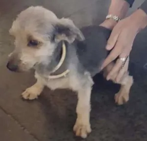 Cachorro raça indefinida idade 2 anos nome Flor
