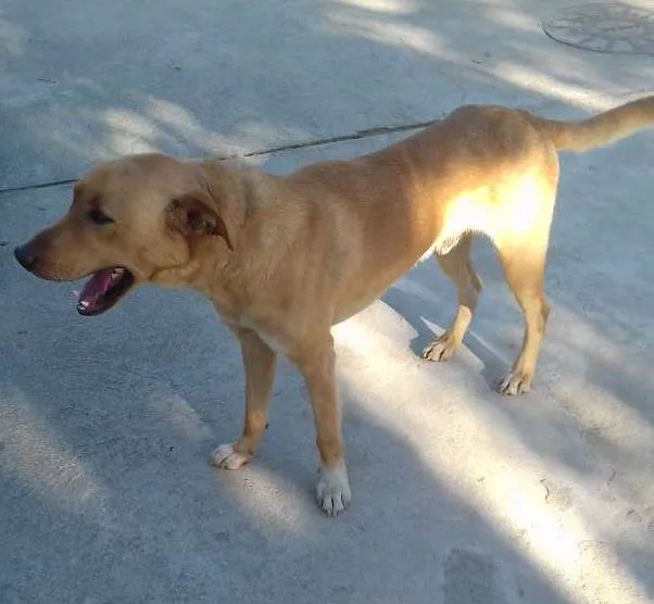 Cachorro ra a viralata idade 3 anos nome Juninho
