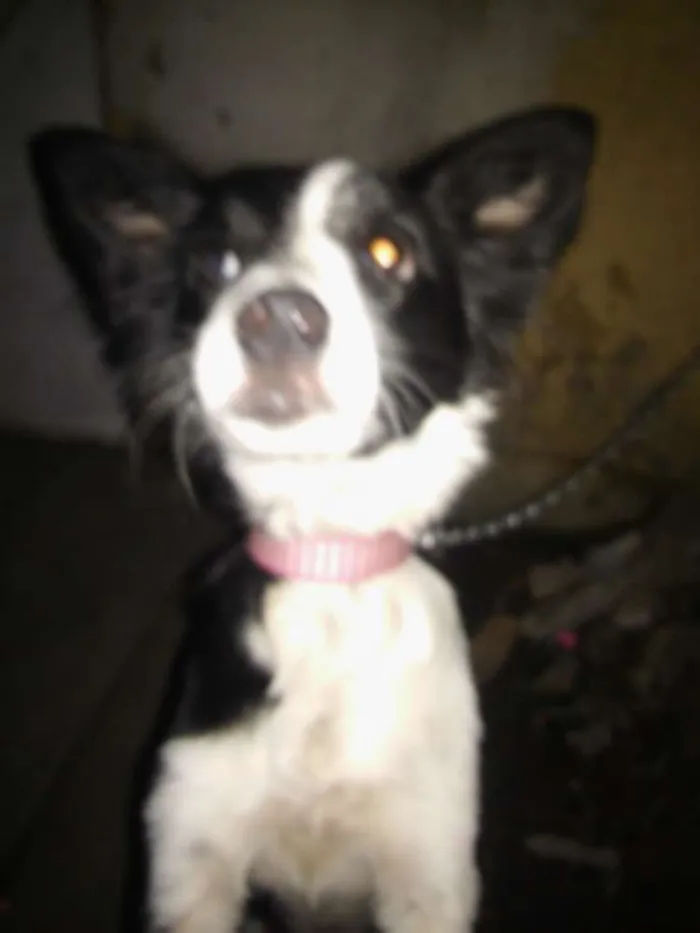 Cachorro ra a Boder Collie idade 2 a 6 meses nome Pipoca