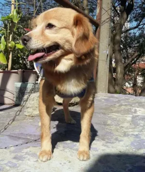 Cachorro raça  idade 5 anos nome Leo