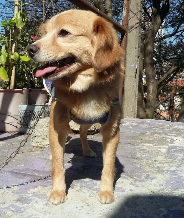 Cachorro ra a  idade 5 anos nome Leo