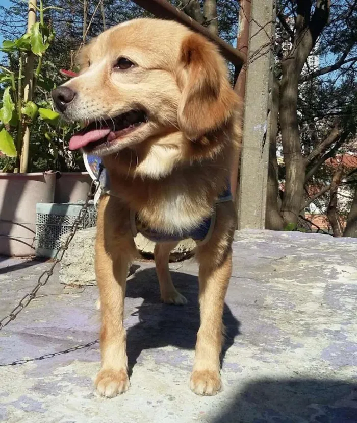 Cachorro ra a idade 5 anos nome Leo