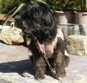 Cachorro raça  idade 5 anos nome Jade