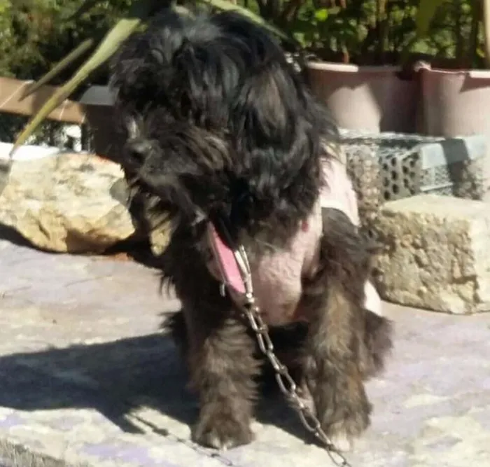 Cachorro ra a  idade 5 anos nome Jade