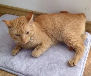 Gato raça SRD idade 2 anos nome Cotoco