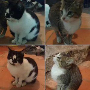 Gato raça  idade 2 a 6 meses nome Ainda não tem nomes