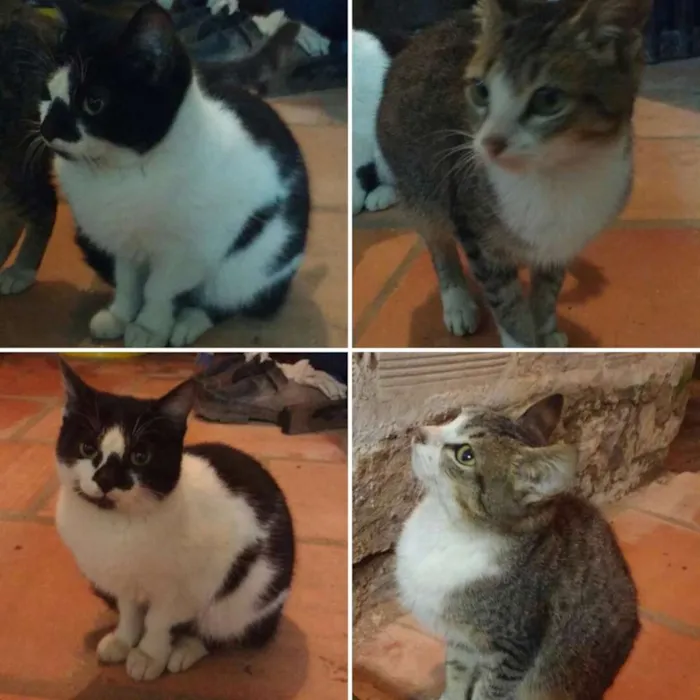Gato ra a idade 2 a 6 meses nome Ainda não tem nomes