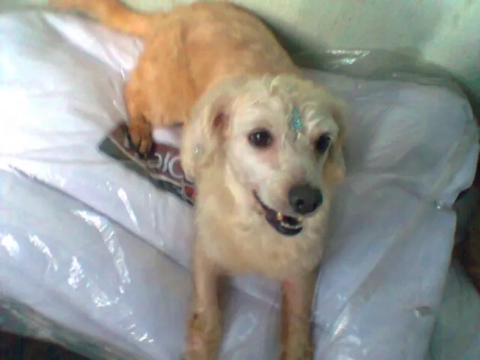 Cachorro ra a Setter idade 6 ou mais anos nome lara