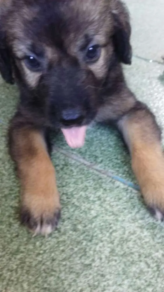 Cachorro raça indefinida  idade 2 a 6 meses nome nego