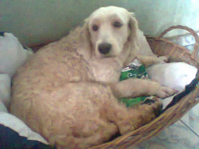 Cachorro ra a goldem com coker idade  nome Linda