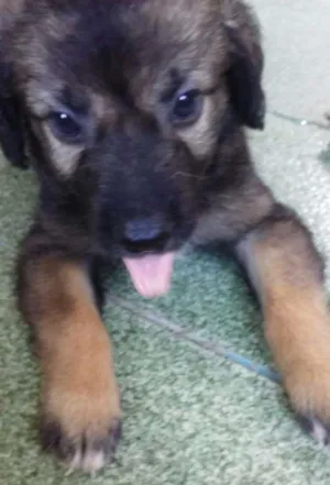 Cachorro raça indefinida  idade 2 a 6 meses nome nego