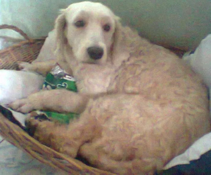 Cachorro ra a goldem com coker idade  nome Linda